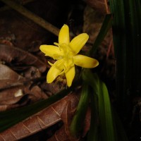 Curculigo orchioides Gaertn.